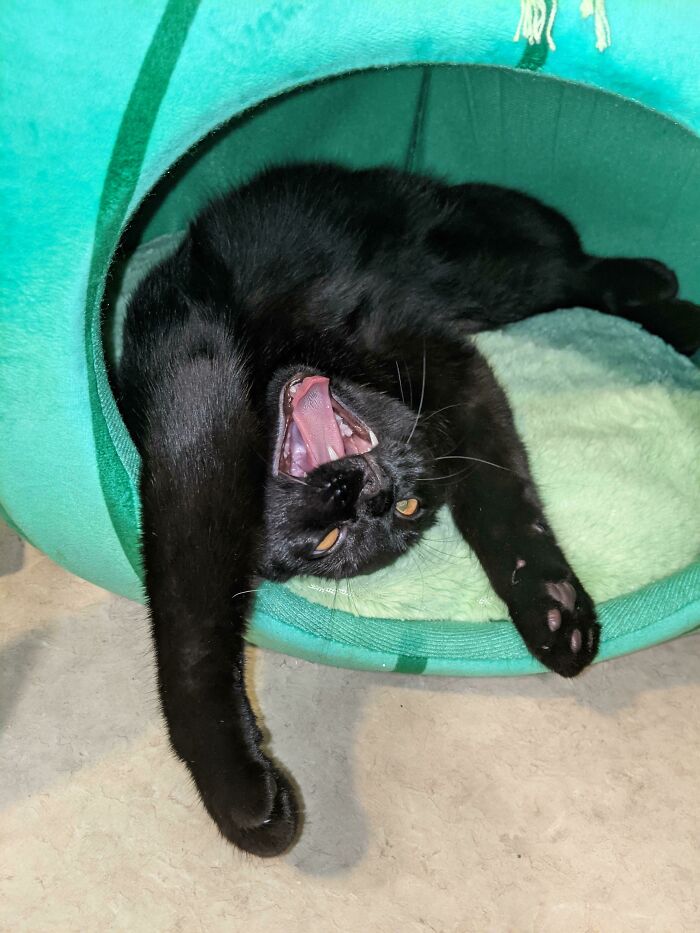 Nunca puedo sacarle una foto normal 