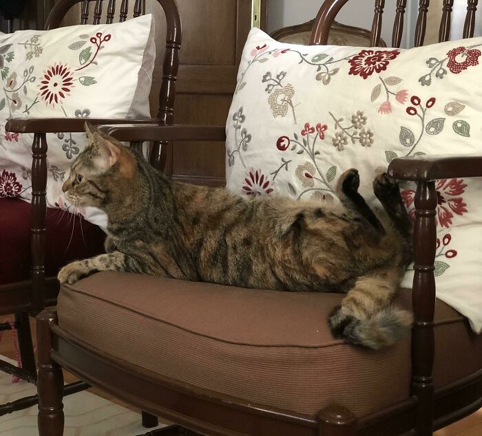 La mitad de este gato dejó de funcionar 