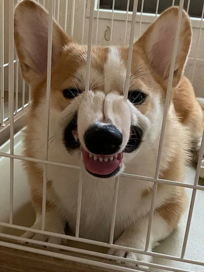 El Corgi no aprueba que lo encierren en la perrera