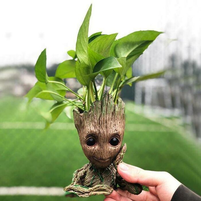 Maceta de Groot