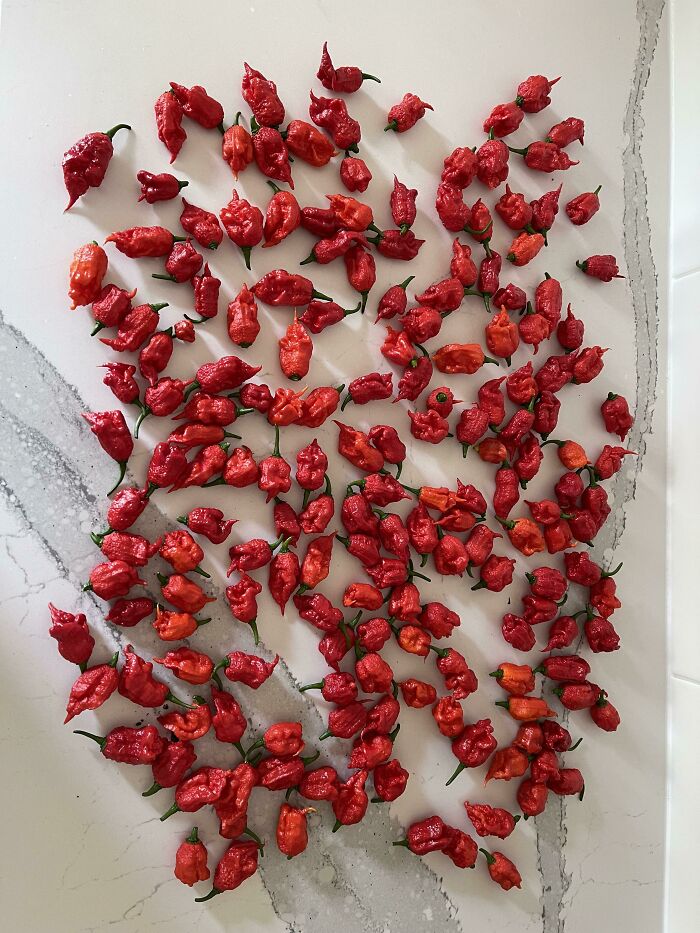 Pimientos Segador de Carolina que coseché ayer de una planta