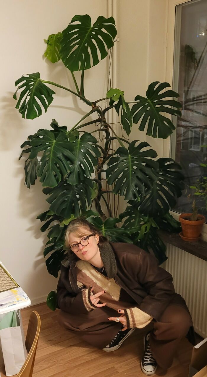 Esta monstera maravillosa de más de 30 años habría ido a parar al basurero. Trabajar en una empresa de mudanzas tiene sus beneficios. Al lado está mi novia, para que se vea el tamaño 