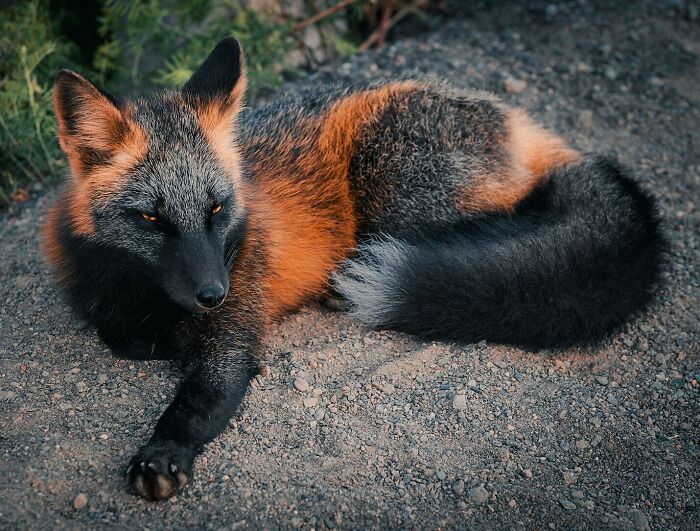 Majestuoso zorro cruzado