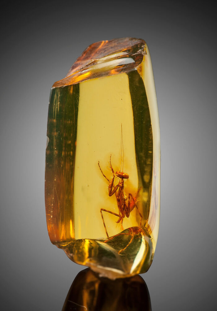 Mantis religiosa de hace 12 millones de años atrapada en ámbar