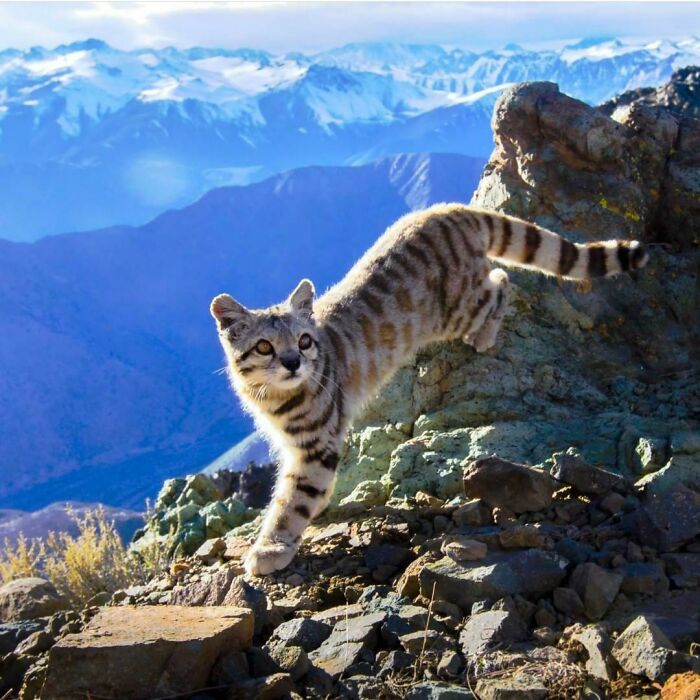 Gato andino, especie amenazada