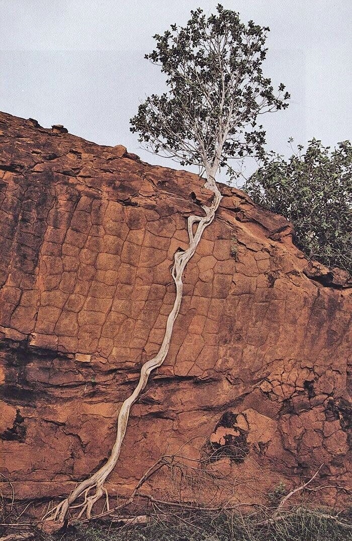 Árbol con mucha voluntad