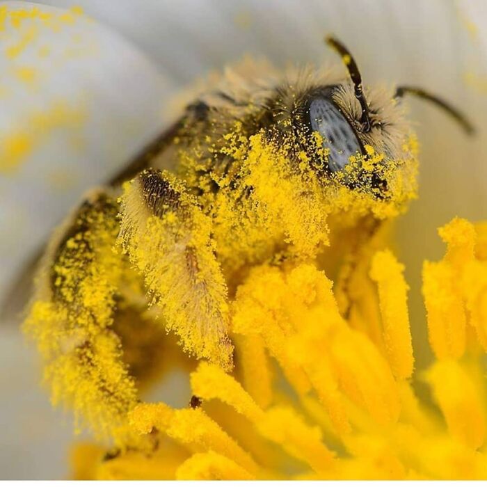 Abeja con éxito