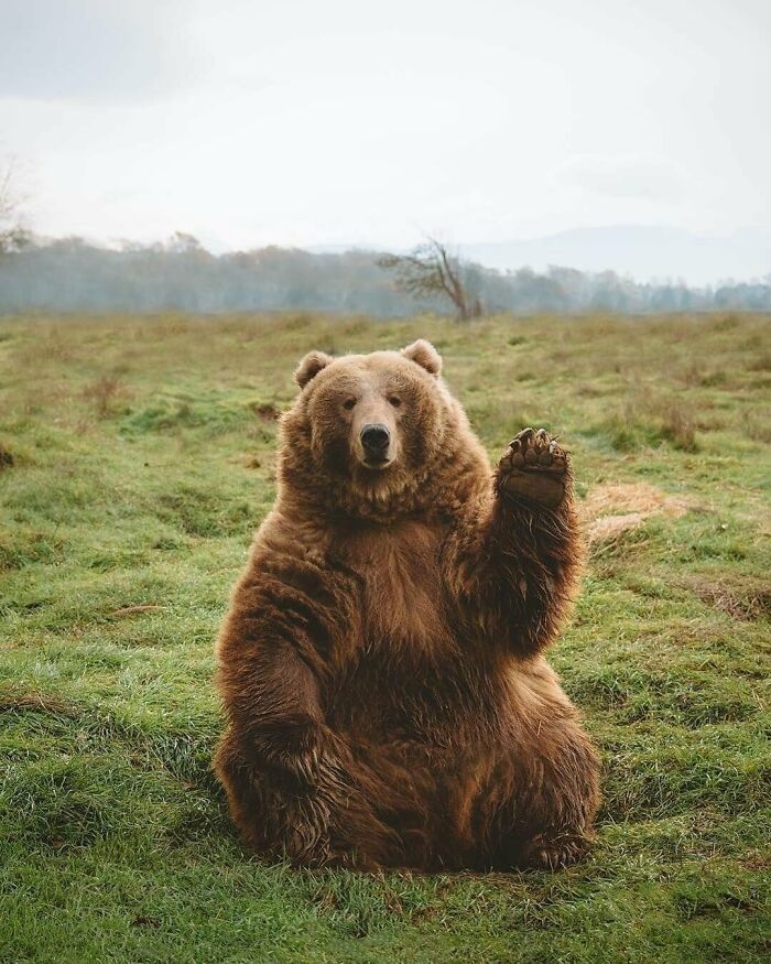 Oso kodiak enorme