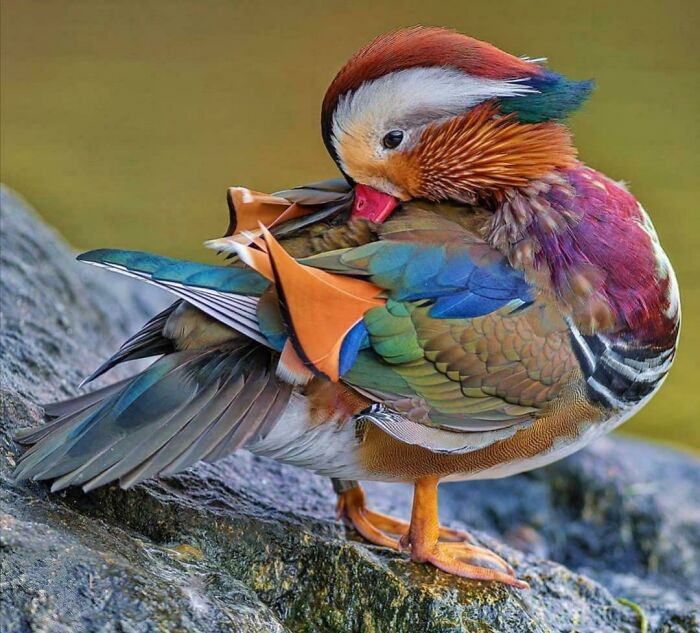 Pato mandarín muy colorido