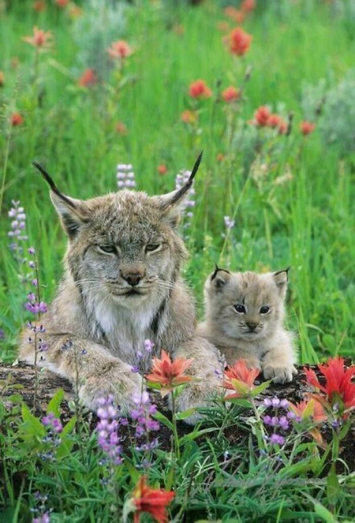 Madre lince y su cría