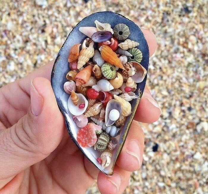 Conchitas en una concha