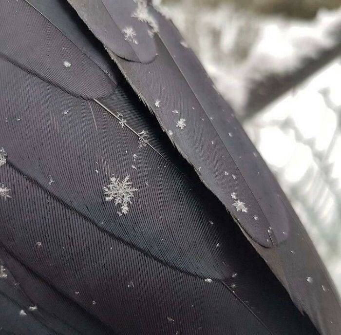 Copo de nieve en el ala de un cuervo
