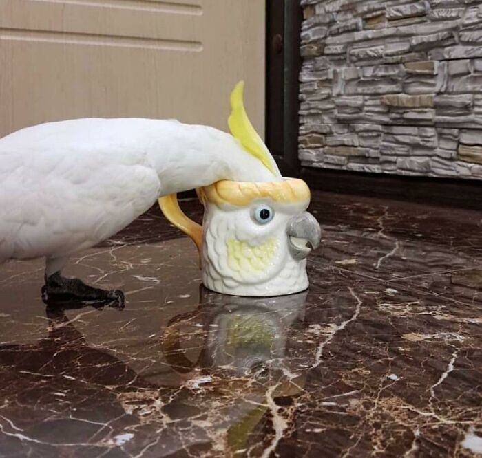 Dos cacatúas
