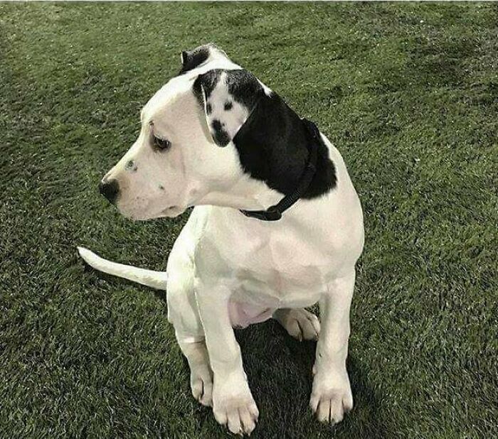 Hay otro perro en la oreja de este perro
