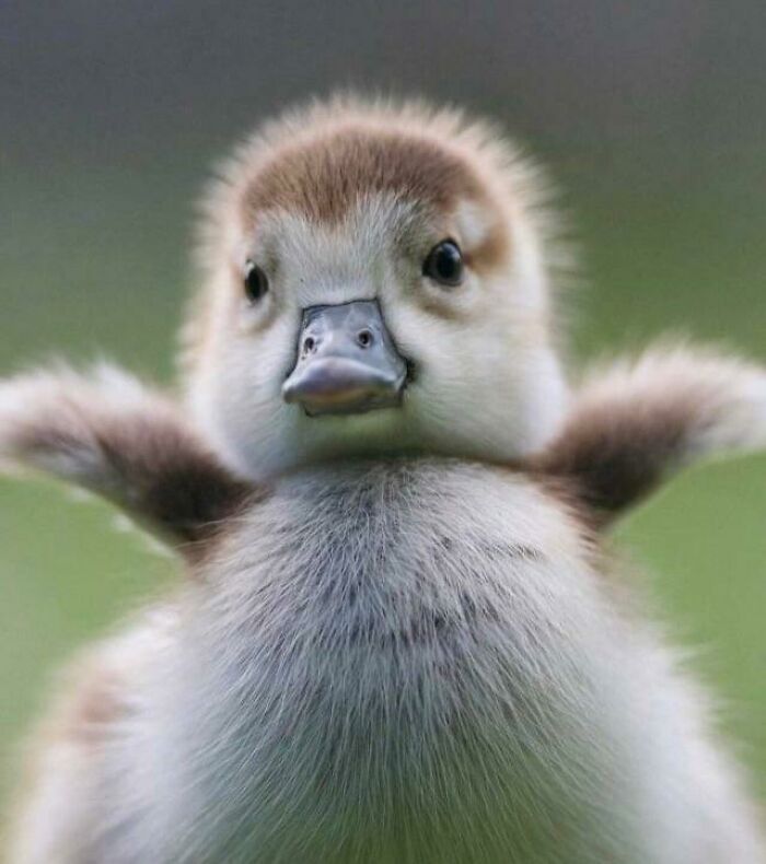  Este pico de pato se ve como un pato