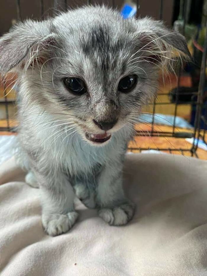 Acabo de adoptar a este gatito callejero y necesita un nombre