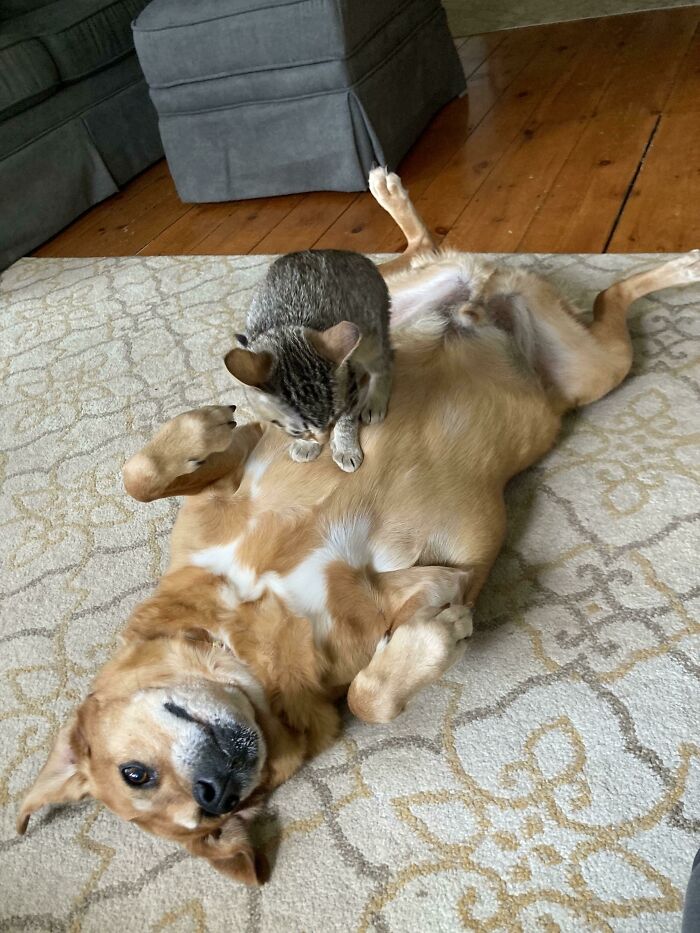 Noticias de última hora: El gatito recién adoptado, Whiskey, ha sido recibido en casa por el viejo y feliz perrito Gus
