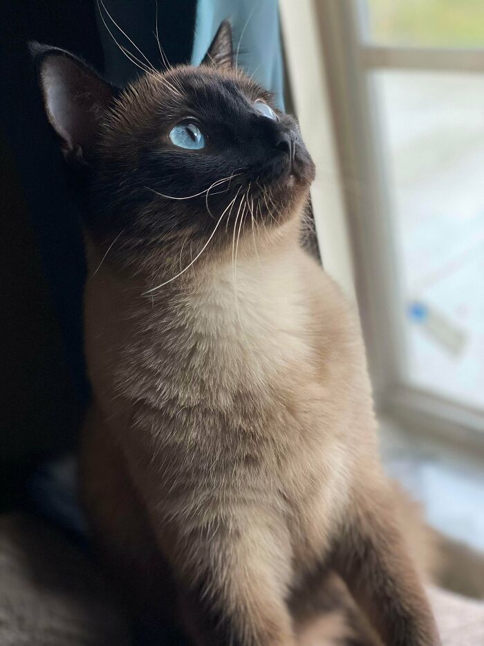 Adopté esta chica siamesa, convirtiéndome en su cuarto dueño. Fue devuelta dos veces debido a su agresividad... Resulta que sólo era agresividad de juego que estaba mal dirigida. Todo lo que quiere hacer es perseguir juguetes de plumas y ser acariciada