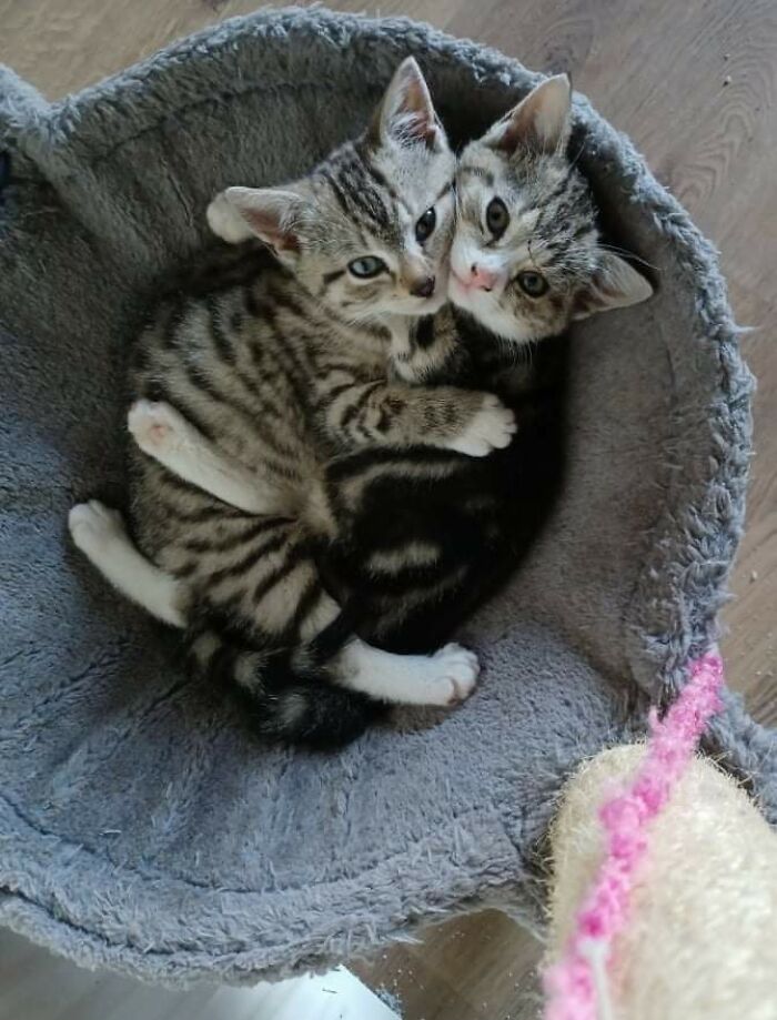 Sólo queríamos adoptar un gatito, pero después de ver esto ¡no podíamos separarlos!