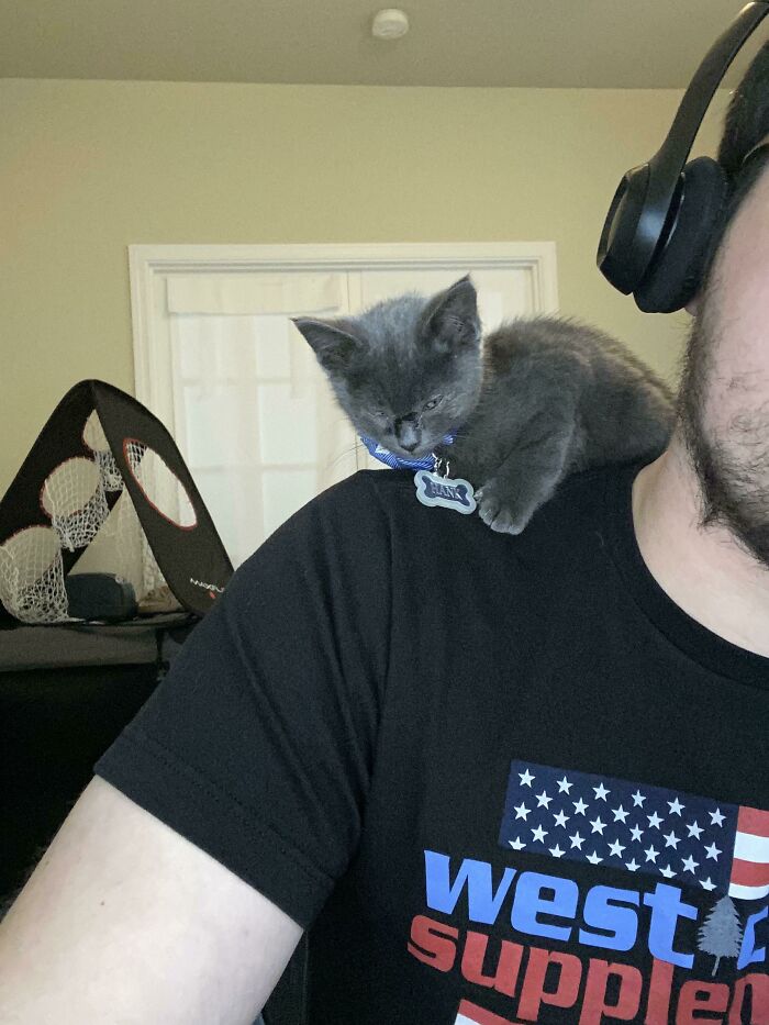 Me dijeron que iba a adoptar un gatito, pero acabé con un pequeño loro. ¿Alguien sabe qué he de hacer para conseguir el animal correcto?