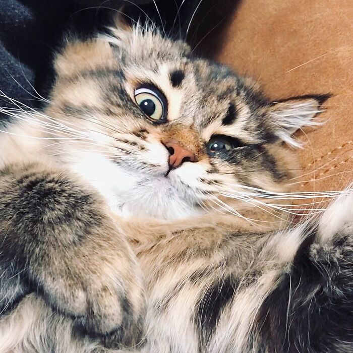 34 Pics Of A Cat That Has More Facial Expressions Than Most Humans