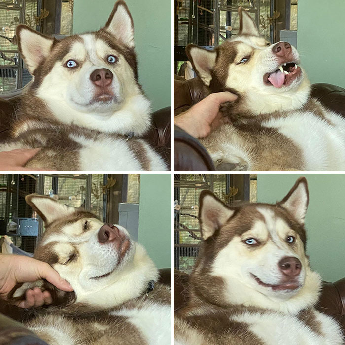 Cuatro etapas para acariciar a un Husky. 1. El shock. 2. Reticencia. 3. Disfrute. 4. Vanidad