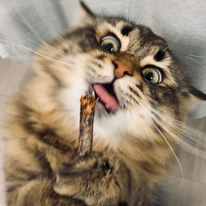 34 Pics Of A Cat That Has More Facial Expressions Than Most Humans