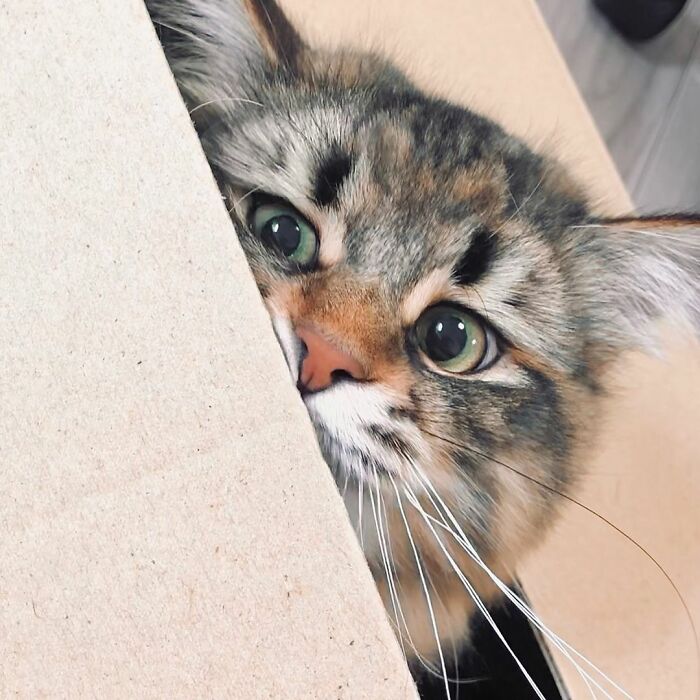 34 Pics Of A Cat That Has More Facial Expressions Than Most Humans