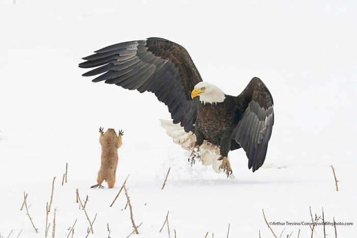 Ganador del premio Criaturas en la región de Alex Walker´s Serian: "¡Perro de la pradera ninja!" Por Arthur Trevino