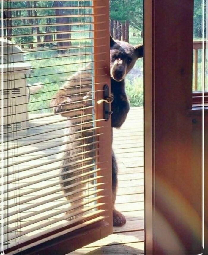 50 Animals Doing Whatever They Like, As Shared On This Instagram Account (New Pics)