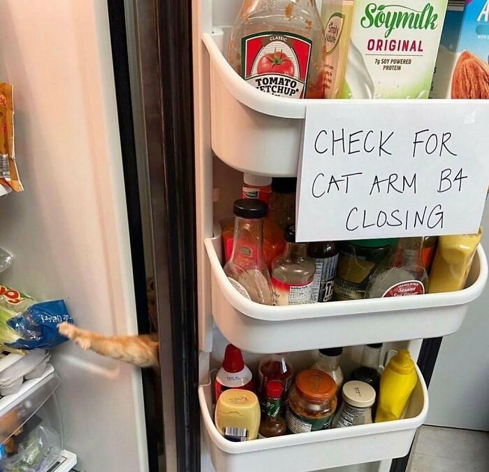 50 Animals Doing Whatever They Like, As Shared On This Instagram Account (New Pics)