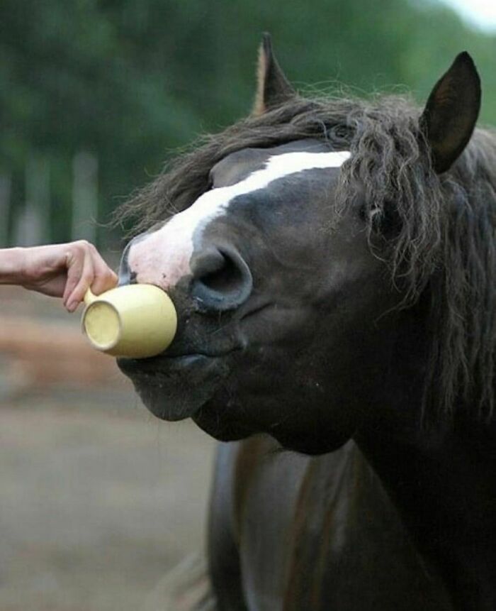 50 Animals Doing Whatever They Like, As Shared On This Instagram Account (New Pics)