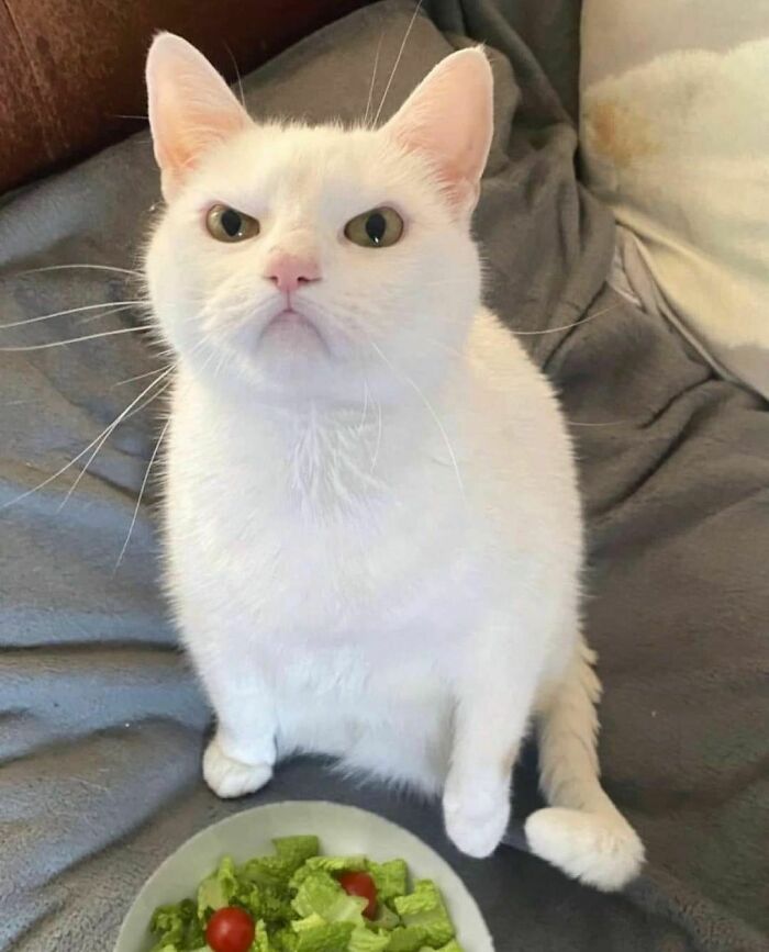 50 Animals Doing Whatever They Like, As Shared On This Instagram Account (New Pics)