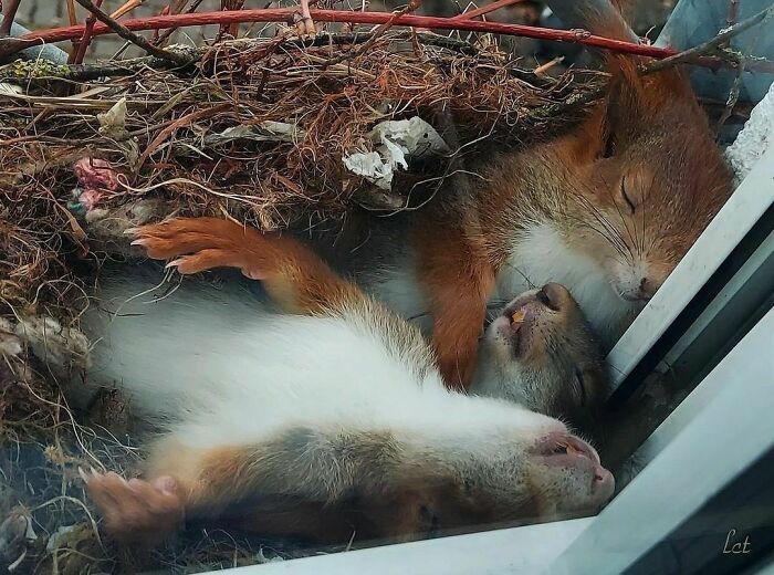 50 Animals Doing Whatever They Like, As Shared On This Instagram Account (New Pics)