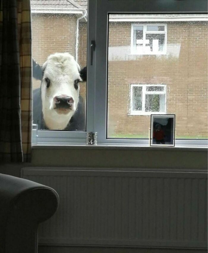 50 Animals Doing Whatever They Like, As Shared On This Instagram Account (New Pics)
