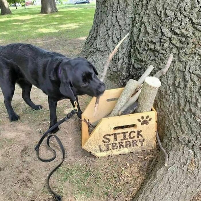 50 Animals Doing Whatever They Like, As Shared On This Instagram Account (New Pics)