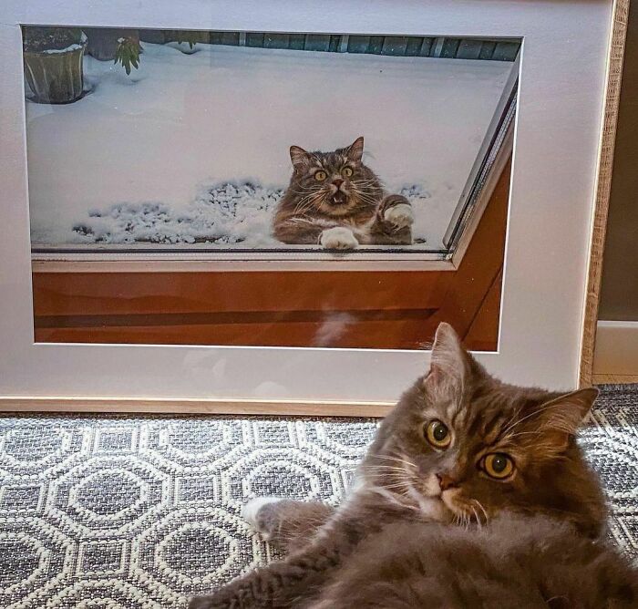 50 Animals Doing Whatever They Like, As Shared On This Instagram Account (New Pics)
