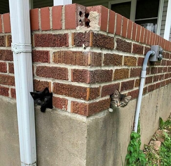 50 Animals Doing Whatever They Like, As Shared On This Instagram Account (New Pics)