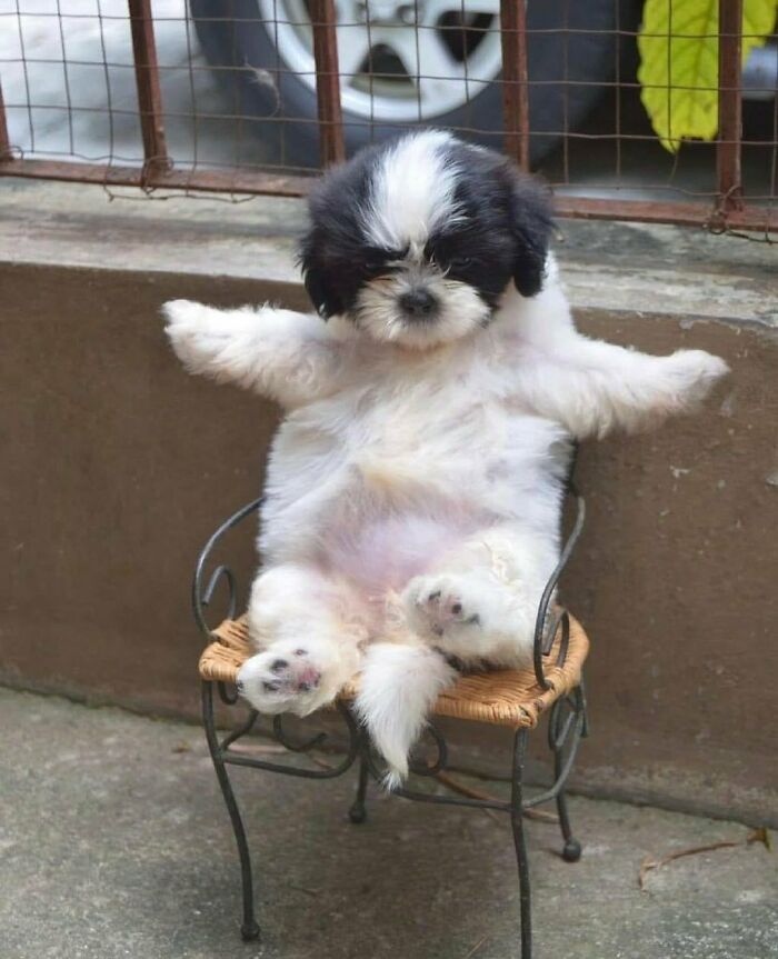 50 Animals Doing Whatever They Like, As Shared On This Instagram Account (New Pics)
