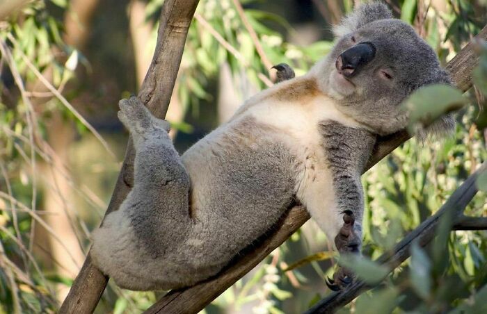 50 Animals Doing Whatever They Like, As Shared On This Instagram Account (New Pics)