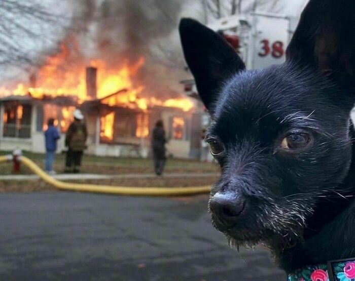 50 Animals Doing Whatever They Like, As Shared On This Instagram Account (New Pics)
