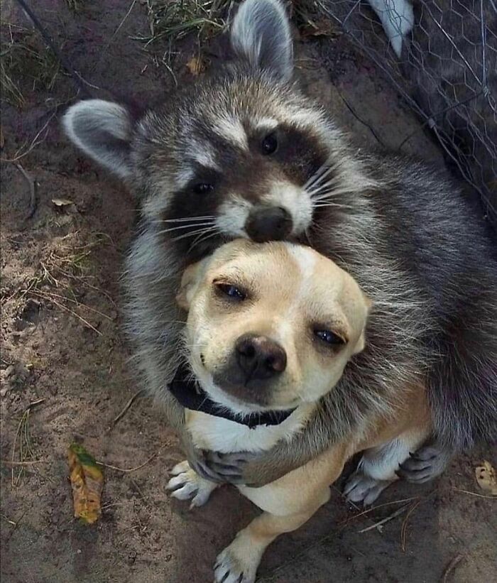 50 Animals Doing Whatever They Like, As Shared On This Instagram Account (New Pics)