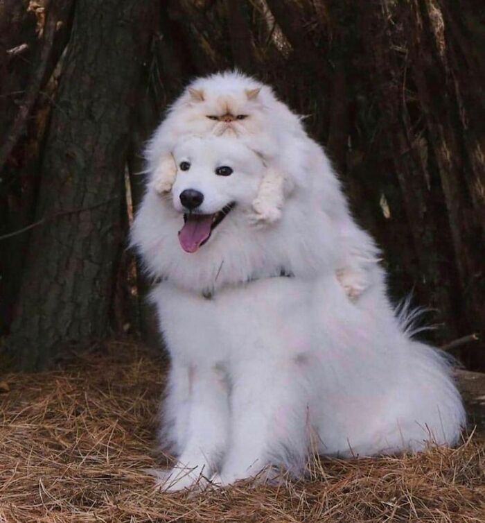 50 Animals Doing Whatever They Like, As Shared On This Instagram Account (New Pics)