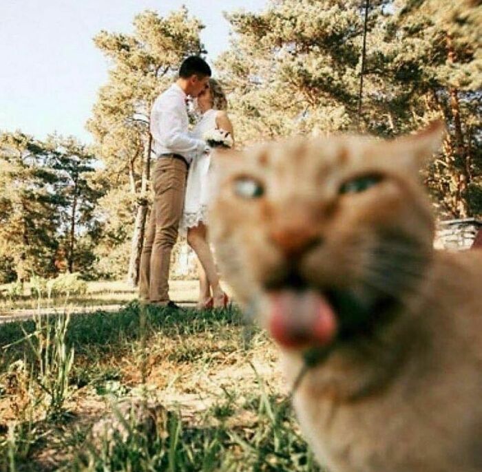 50 Animals Doing Whatever They Like, As Shared On This Instagram Account (New Pics)