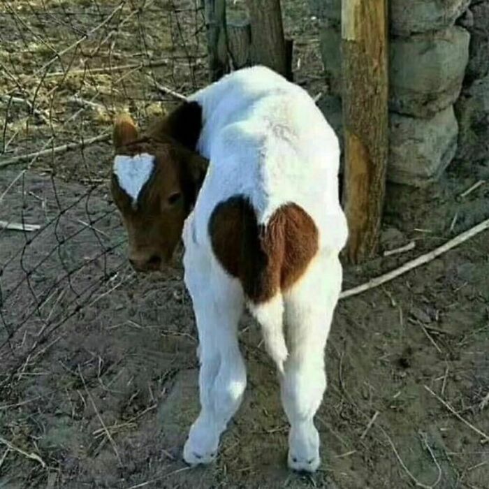 50 Animals Doing Whatever They Like, As Shared On This Instagram Account (New Pics)