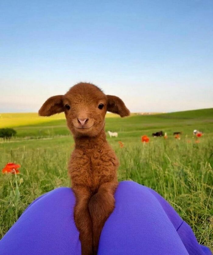 50 Animals Doing Whatever They Like, As Shared On This Instagram Account (New Pics)