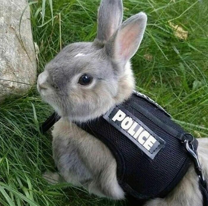 50 Animals Doing Whatever They Like, As Shared On This Instagram Account (New Pics)