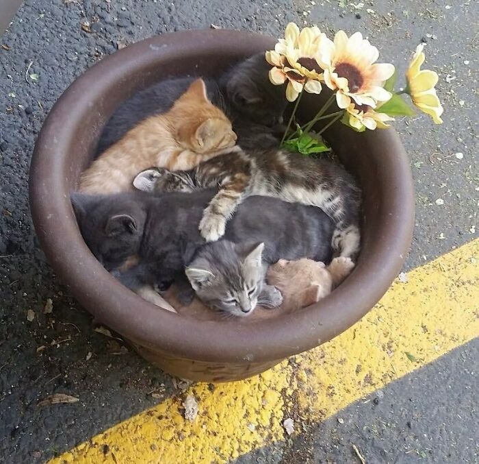 50 Animals Doing Whatever They Like, As Shared On This Instagram Account (New Pics)