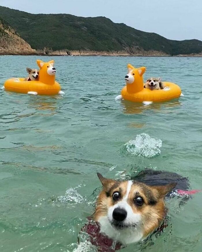50 Animals Doing Whatever They Like, As Shared On This Instagram Account (New Pics)