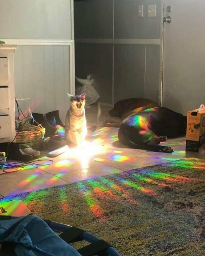 50 Animals Doing Whatever They Like, As Shared On This Instagram Account (New Pics)